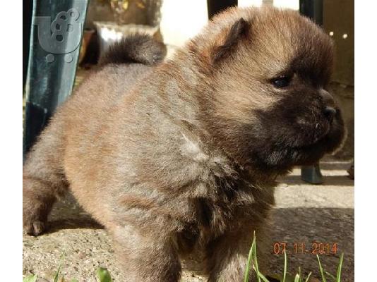PoulaTo: Maltese mini / Μαλτεζ μινι ΚΡΗΤΗ /6979314054